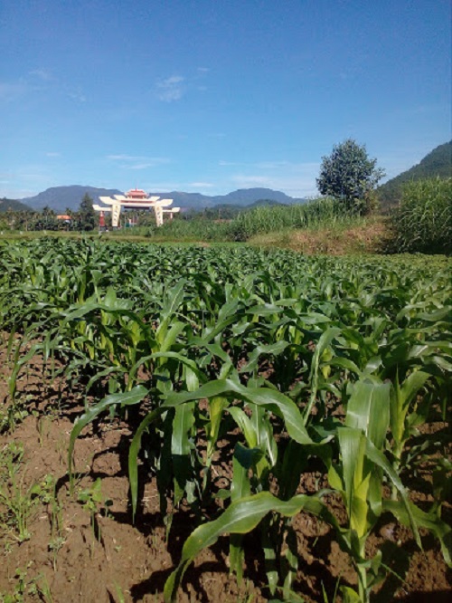 Cây bắp phát triển xanh tốt trên đất lúa thiếu nước tưới tại thôn Minh Xuân
