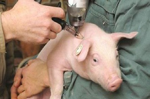 Minh Long: tiêm phòng vắc xin lở mồm long móng trâu bò và dịch tả lợn đợt II năm 2020 trên địa bàn huyện