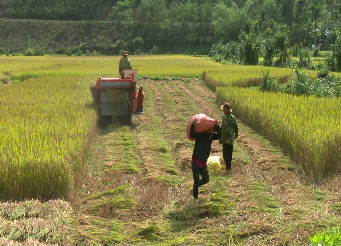 Minh Long: Lúa được mùa, nông dân phấn khởi