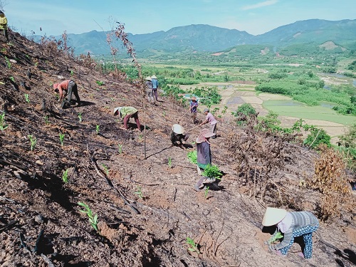 Minh Long vào vụ trồng rừng mới
