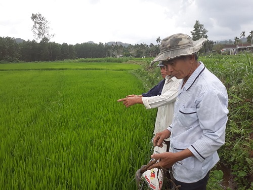 Nông dân tập trung phòng chống sâu bệnh hại cho cây lúa Đông Xuân