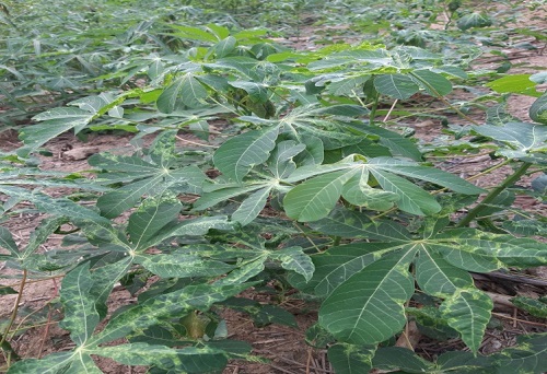 Long Mai: Nguy cơ bệnh khảm lá trên cây mỳ lây lan trên diện rộng
