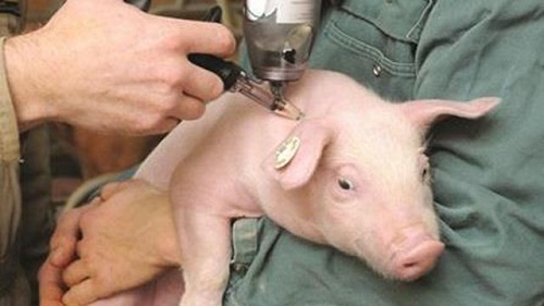 Minh Long: Triển khai Kế hoạch“Tiêm phòng Vắc xin Dịch tả lợn đợt I năm 2020”