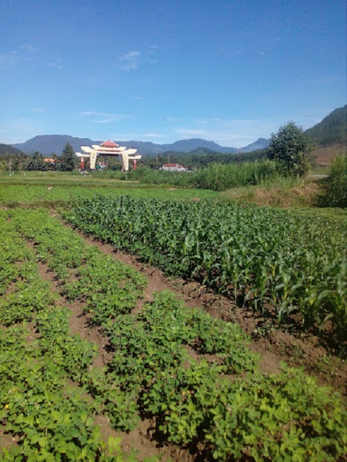 Nông dân Minh Xuân, xã Long Mai chuyển đổi cây trồng trên đất lúa không chủ động được nước