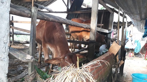 Minh Long: Đẩy mạnh phát triển chăn nuôi