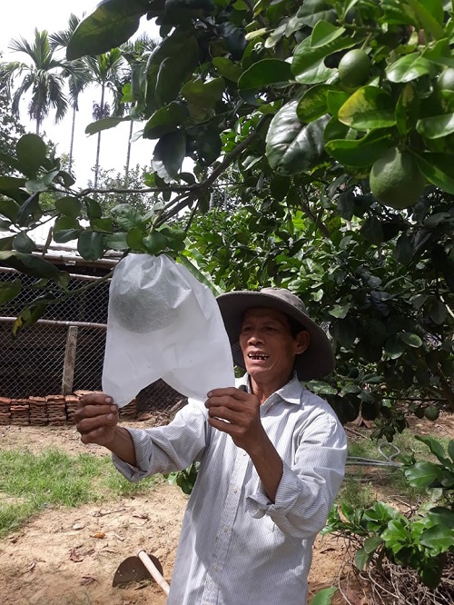 Triển vọng từ trồng cây ăn quả ở Long Sơn